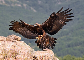 golden eagle in the mountain on spain