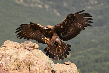 majestic golden eagle in spain