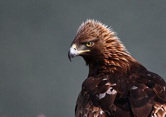 golden eagle in the mountain on spain