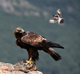 majestic golden eagle in spain