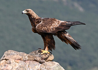 A POWERFUL GOLDEN EAGLE