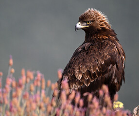 majestic golden eagle in spain