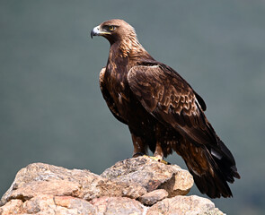A POWERFUL GOLDEN EAGLE