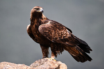 golden eagle in the mountain on spain