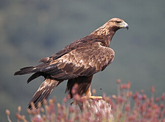 una poderosa aguila real en la montaña