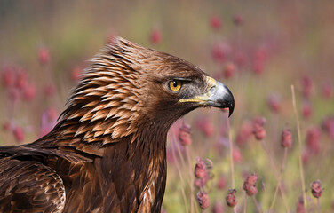 a portrait of golden eagle