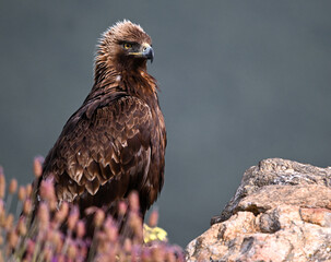 A POWERFUL GOLDEN EAGLE