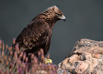 A POWERFUL GOLDEN EAGLE