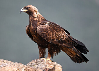 majestic golden eagle in spain in the mountain