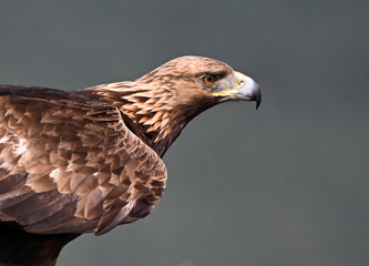 a portrait of golden eagle