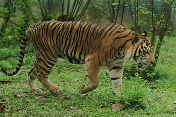 A sumatran tiger is seen walking in the bushes while observing its surroundings.
