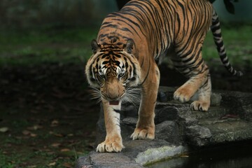 a sumatran tiger is seen walking on the rocks