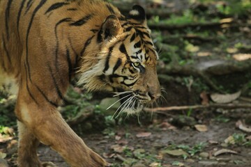 Close up of a Sumatran tiger standing and observing its surroundings