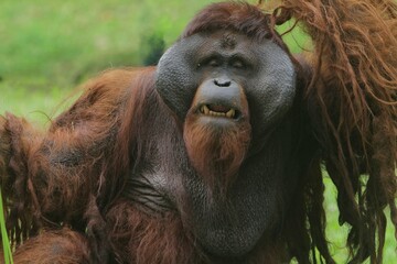 a cute expression of an adult orangutan