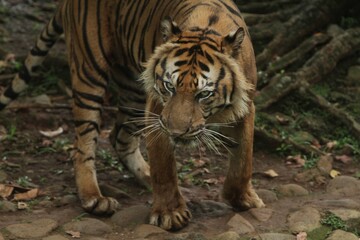 a Sumatran tiger is walking around observing its surroundings
