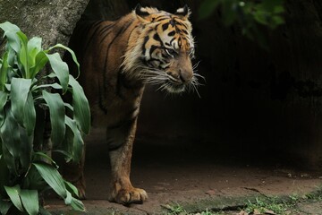 a sumatran tiger walking out of the darkness