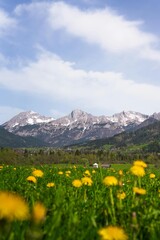 An enchanting summer landscape of an alpine meadow in the Alps featuring vibrant flowers, lush grass, and dramatic mountains under a blue sky