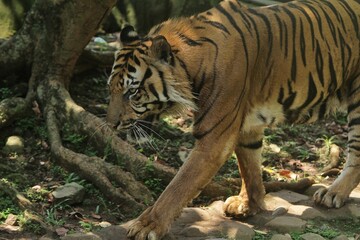 a sumatran tiger is walking around observing its surroundings