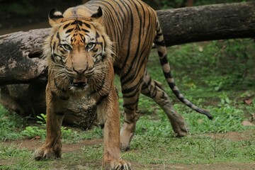 A sumatran tiger is seen standing while observing its surroundings