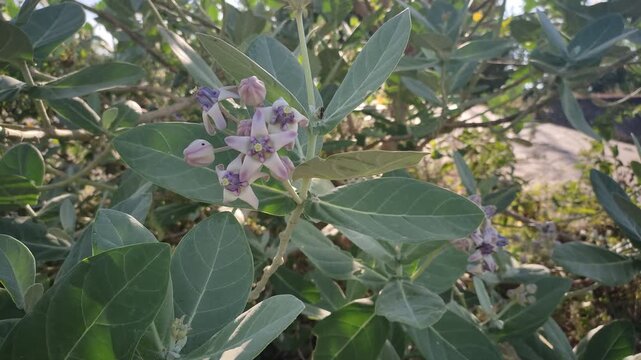 olive tree in the garden