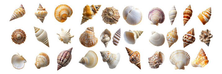Collection of Various Shells Displaying Unique Shapes and Colors, Isolated on Transparent, white background