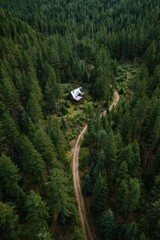 A dirt road in the middle of a forest
