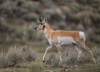 American Pronghorn Antelope buck photographed in Yellowstone National Park. 