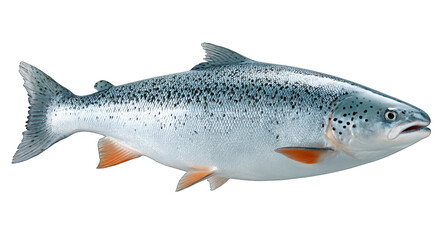 Naklejka premium A full view of a fresh salmon fish showcasing its silver body with black spots, typical of this aquatic species.