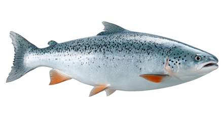 A full view of a fresh salmon fish showcasing its silver body with black spots, typical of this aquatic species.