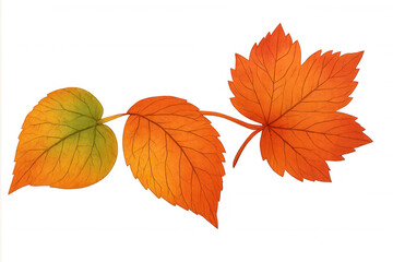 Autumn watercolor leaves illustration showing vibrant maple and deciduous foliage changing color, transparent background
