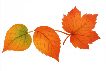 Autumn watercolor leaves illustration showing vibrant maple and deciduous foliage changing color, transparent background