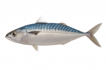 Fresh atlantic mackerel fish showing blue and white striped body on transparent background