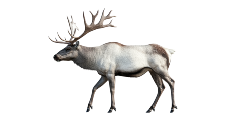 Realistic Reindeer Walking in a Natural Habitat Setting