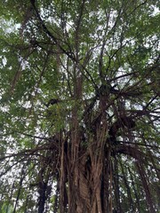 Large banyan-like tree with thick roots and lush canopy symbolizing nature’s power and growth.