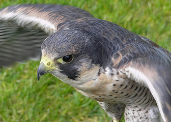 Close-up of a Peregrine Falcon