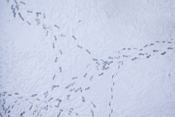 Footprints trail through fresh snow at winter's peak