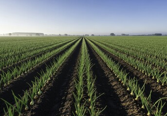 Fototapeta premium Expansive Onion Field with Thriving Green Plants in Long Rows Under a Clear Morning Sky