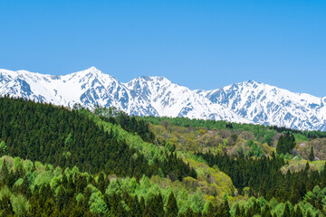 新緑の森　残雪の白馬三山