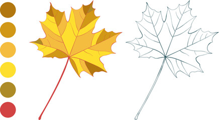 Set of hand-drawn gold colored maple autumn leaves and fall color palette isolated on white background. Flat and line styles vector illustrations.