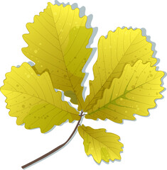 Hand-drawn green-yellow autumn colored oak leaves isolated on white background. Flat and line style vector illustration. 