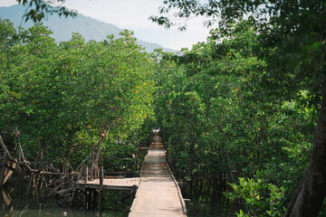 In the tropical forest, a mangrove tree spreads its root deep in the water, blending with the green landscape and showing the raw beauty of untouched nature.