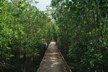 In the tropical forest, a mangrove tree spreads its root deep in the water, blending with the green landscape and showing the raw beauty of untouched nature.