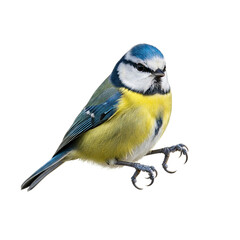 Obraz premium Blue tit small songbird — transparent PNG, isolated for easy cutout
