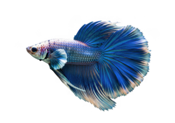 Vibrant blue betta fish with flowing fins isolated on transparent background
