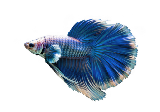 Vibrant blue betta fish with flowing fins isolated on transparent background