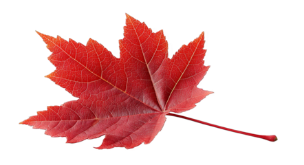 A close-up of a red maple leaf showcasing its intricate veins and vibrant color against a white background.
