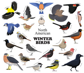 North American Winter Birds Set Vector Collection