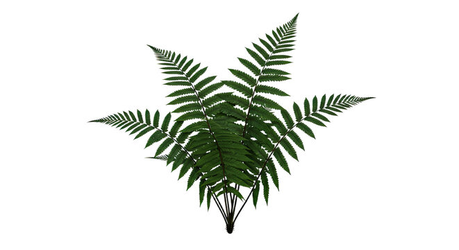 A beautiful green fern frond isolated on a white background.