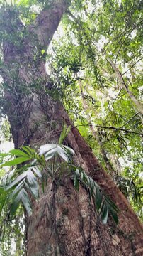 Upward Pan of Ancient Rainforest Tree in Dorrigo National Park