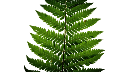 A detailed closeup of a vibrant green fern frond 2.